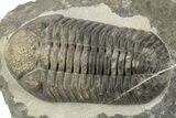 Large, Mutli-Toned Pedinopariops Trilobite - Mrakib, Morocco #243900-3